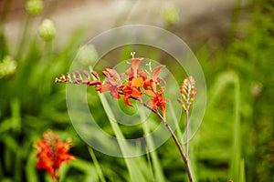 Crocosmia