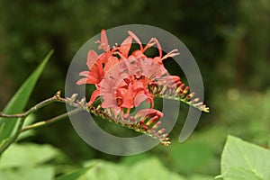 Crocosmia aurea  Falling stars  1