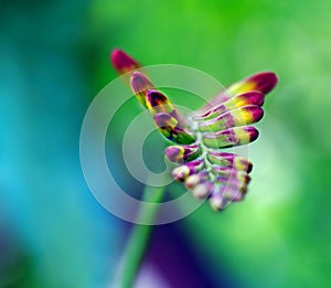 Crocosmia flower