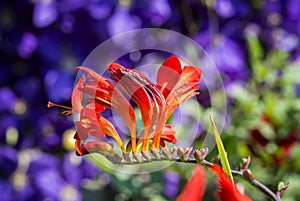 Crocosmia Flower