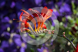 Crocosmia Flower