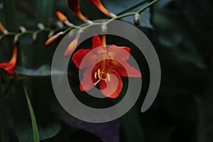 Crocosmia Flower ( Princes of Orange ) photo
