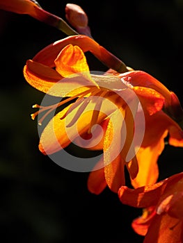 Crocosmia flower by sunset