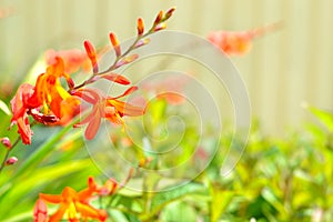 Crocosmia flowers