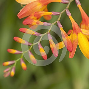 Crocosmia flowers, countryside, orange, summer, invader, close up shot
