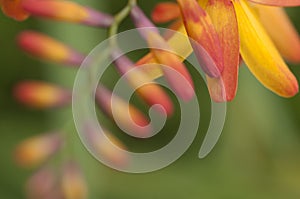 Crocosmia flowers, orange, countryside, invader