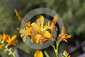 Crocosmia `George Davidson