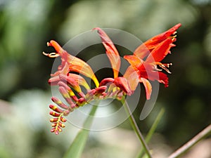 Crocosmia 'Lucifer'