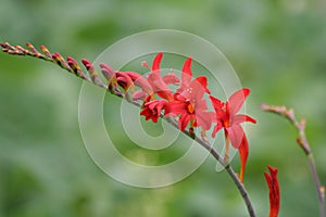 Crocosmia 'Lucifer'