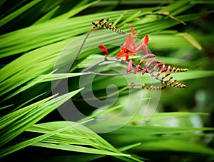 Crocosmia Lucifer flowers