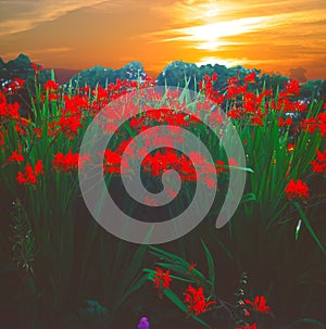 Crocosmia LUCIFER flowers at sunset