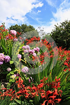 Crocosmia 'Lucifer' and pink hydrangeas