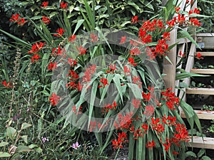 Crocosmia Lucifer plant flowering in summer UK