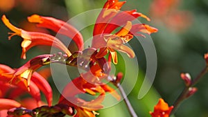 Crocosmia Lucifer red Montbretia small genus of flowering plants in the iris family Iridaceae growing in the garden