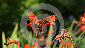 Crocosmia Lucifer red Montbretia small genus of flowering plants in the iris family Iridaceae growing in the garden