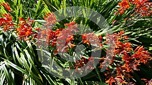 Crocosmia Lucifer red Montbretia small genus of flowering plants in the iris family Iridaceae growing in the garden