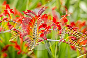 Crocosmia Montbrecia Lucifer Red Flowers