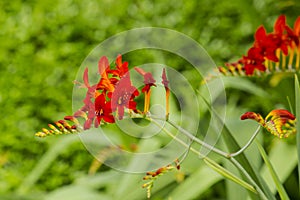 Crocosmia Montbrecia Lucifer Red Flowers Profile