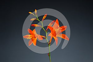 Crocosmia (Montbretia) Flowers on Gray Background