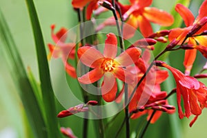 Crocosmia or Montbretia plant in bloom with orange flowers