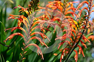 Crocosmia Montbretia plant with orange flowers