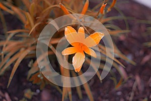 Crocosmia 'Orange Devil' flower