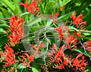 Crocosmia is a small genus of flowering plants