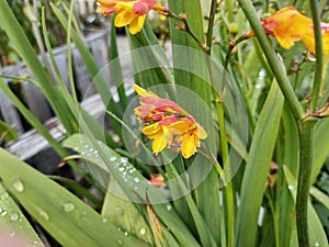 Crocosmia x crocosmiiflora 'Jackanapes'