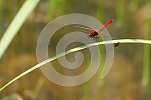 Crocothemis erythraea dragonfly Libellulidae broad scarlet darter photo