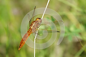 Crocothemis erythraea,female European dragonfly