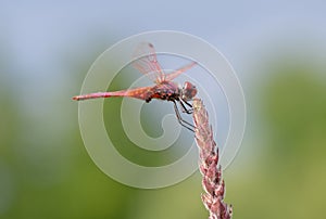 Crocothemis erythraea is a species of dragonfly in the family Libellulidae aka broad scarlet, common scarlet-darter photo