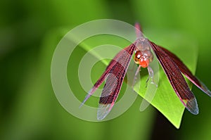 Red scarlet dragonfly resting on a green leaf