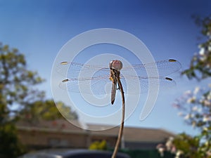 Crocothemis sanguinolenta