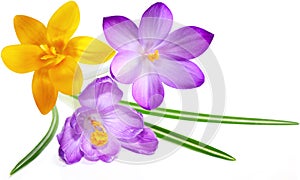 Crocus photo