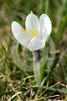 Crocus