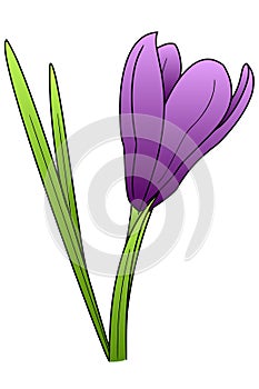 Crocus