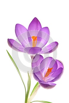 Crocus