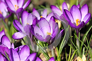 Crocus