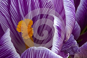 Crocus