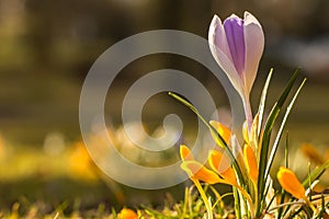 Crocus