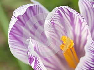 Crocus