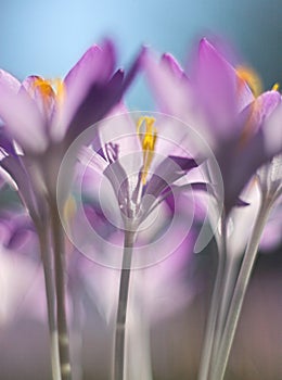 CROCUS