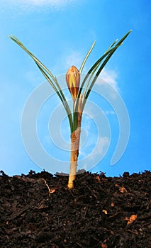 Crocus against blue sky