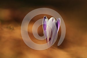 Crocus albiflorus. Free nature. Wild nature of Czech.