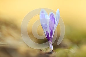 Crocus albiflorus. Free nature. Wild nature of Czech.