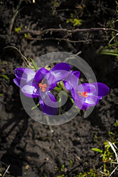 Crocus albiflorus L., springtime