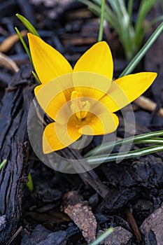 Crocus ancyrensis `Golden Bunch`