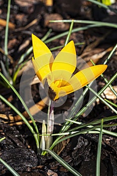 Crocus ancyrensis `Golden Bunch`