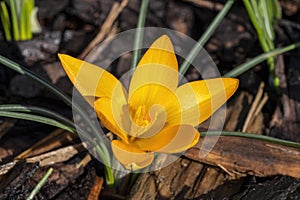 Crocus ancyrensis `Golden Bunch`