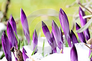 Crocus are attacked by snow